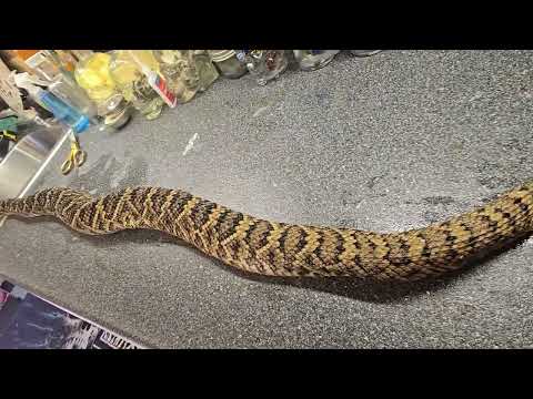 Tarzan the python is watching me skin this huge Diamondback!!