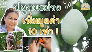 วิธีปลูกมะม่วงในเข่ง เพิ่มมูลค่าได้ 10 เท่า | Urban Gardening ปิ๊ง! ไอเดียปลูก