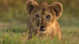 Starting 21 June | Underdogs | National Geographic MENA