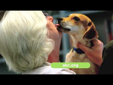 microchip-your-dog
