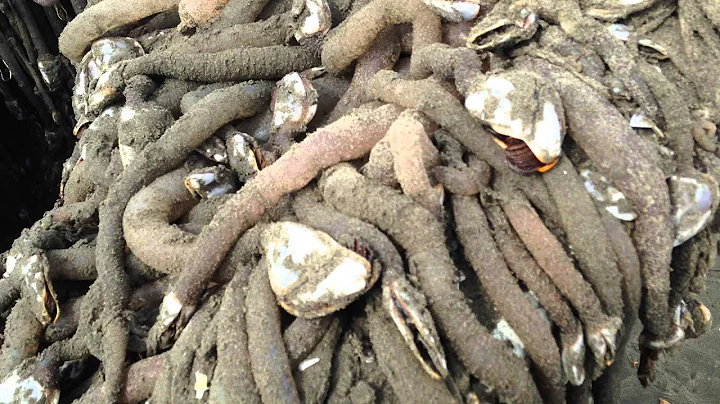 Goose barnacles on beached boat (Ocean Shores, WA)
