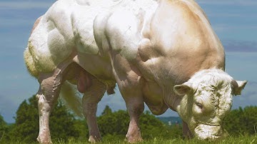 ANIMAL PHARM - INSIDE GMO TRANSGENICS AND CLONING