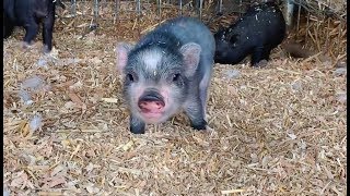 SoCalMiniPigs.com