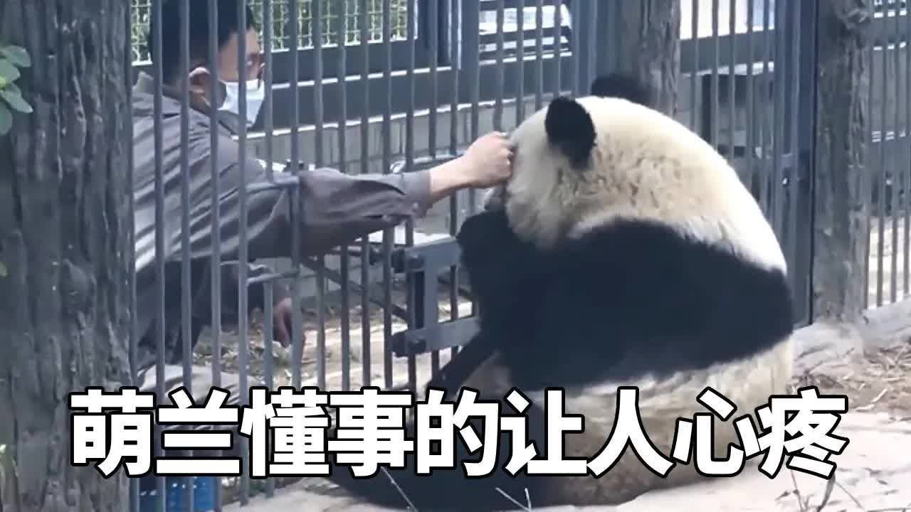 世界破破烂烂，萌兰缝缝补补，痊愈后的萌兰不论是人还是熊猫，都会给足情绪价值，萌兰真的要把我感动哭！萌兰你是我的梦中情熊！