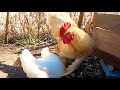 凶暴鶏に若いメスを放してみた… 84話目
