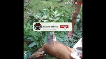 Proses pemotongan daging rusa di pergunungan aceh besar