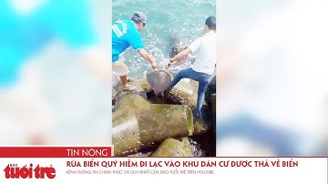 Rùa biển quý hiếm đi lạc vào khu dân cư được thả về biển