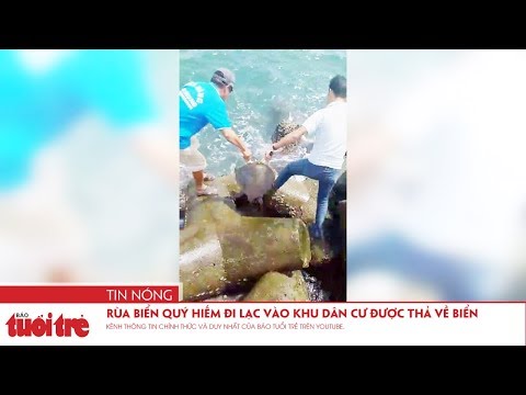 Video Rùa biển quý hiếm đi lạc vào khu dân cư được thả về... - youtube