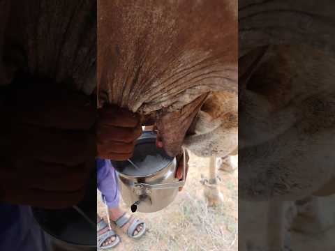 فلاح يحلب الناقة بينما رضيعها يرضع من الجهة الأخرى في صحراء ثار