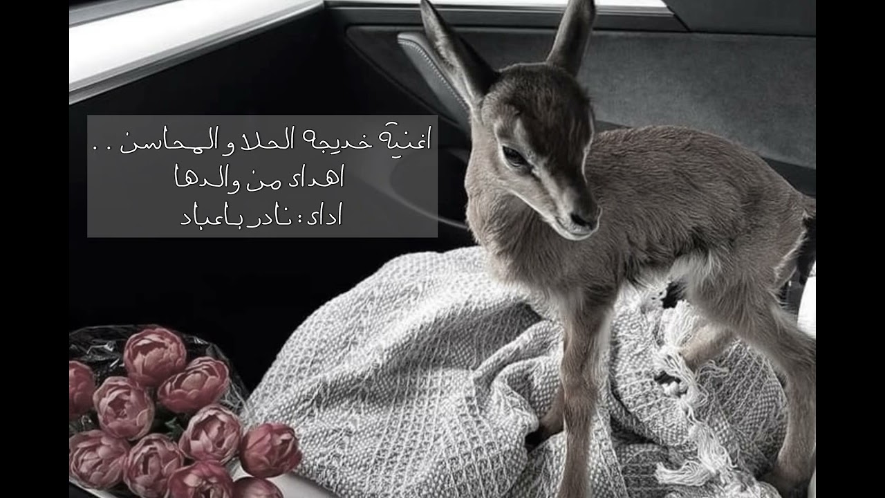 خديجه الحلا /اداء نادر باعباد 