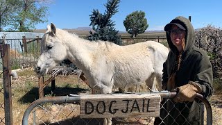 Lost Hungry Horse found in Johnson Valley, Ca