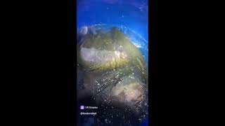 .Смотреть мне в глаза,  от пули, отверстие для ключа.Мой свет, с каких пор у тебя повадочки палача.