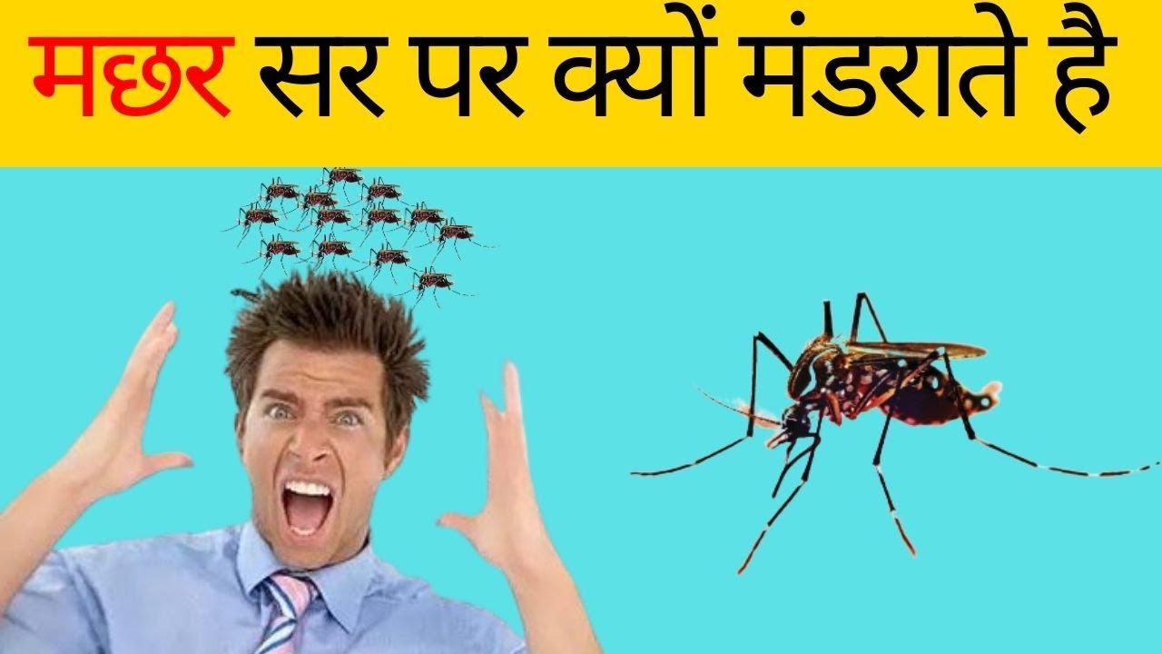 मछर सर पर क्यों मंडराते है ? || UNIQUE FACTS || MIND-BLOWING FACTS || FACT TIMES ||