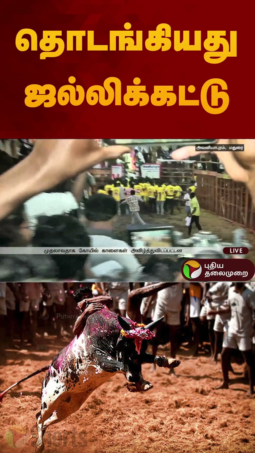 தொடங்கியது ஜல்லிக்கட்டு | #jallikattu2025 | #madurai | #shorts
