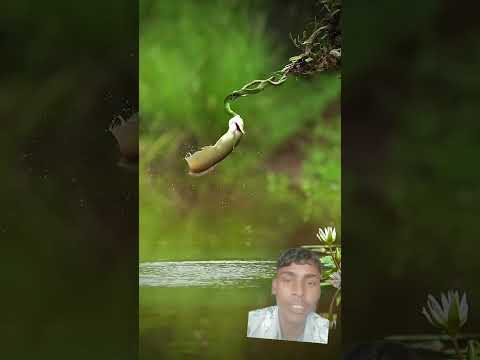 A Fish Challenges A Snake Mid-Air😍