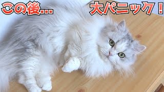 リラックスして寝転がる猫を襲う悲劇とは...!? 短足猫が大パニック！