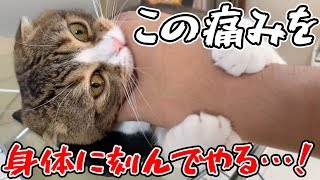 【衝撃】おっさんに家庭内カーストをわからせる猫