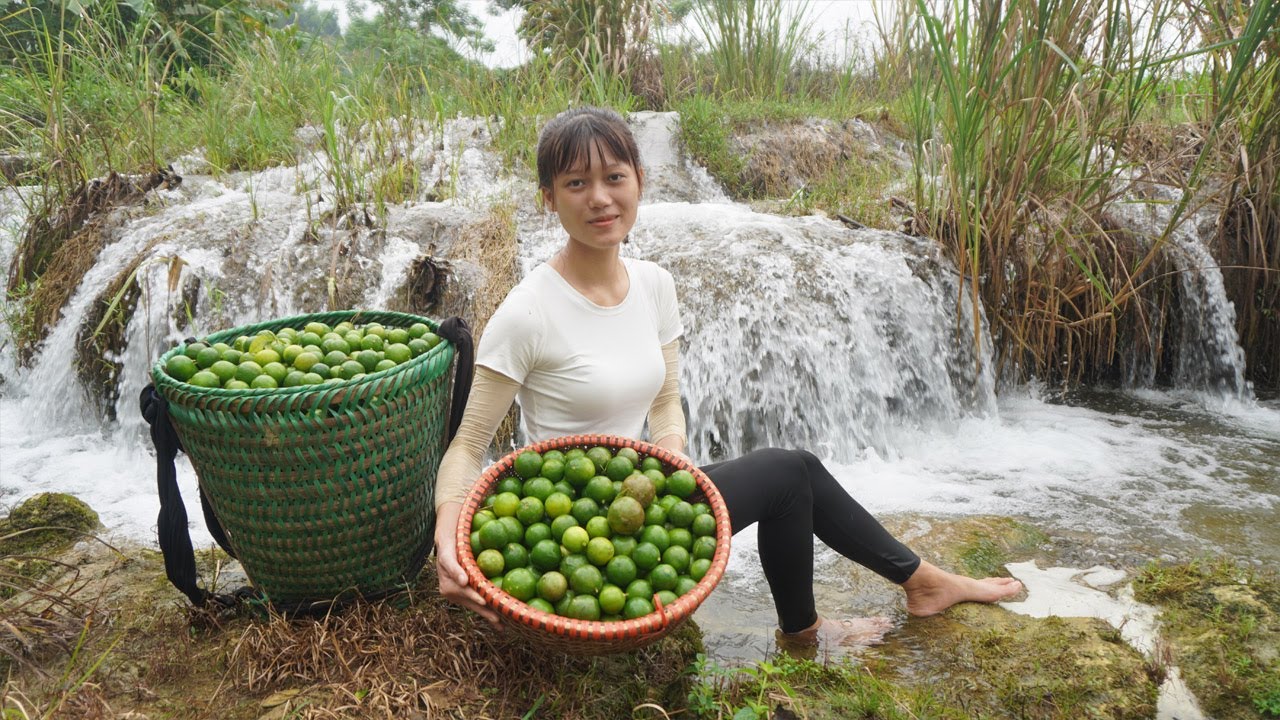 Harvesting lemons on the high mountains and bring them to the village market sell - Farm daily life