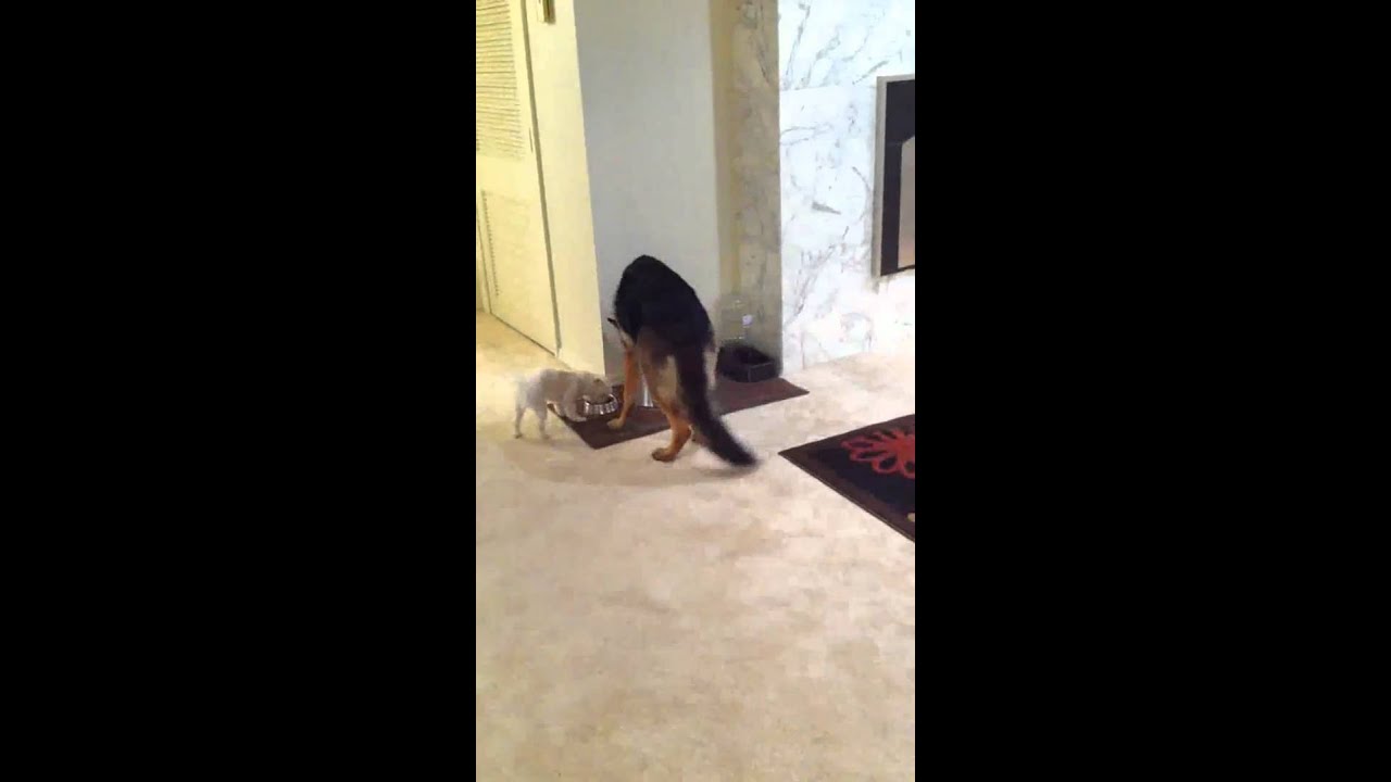 Morgan and Java eating dinner