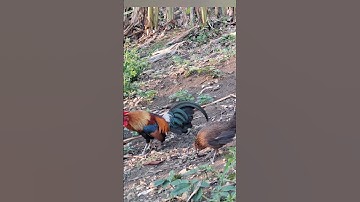 gà rừng mã vàng cực xong. qaib qus daj khav tiag tiag