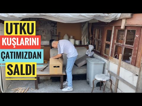 UTKU BÜTÜN UÇAN KELEBEKLERİNİ ÇATIMIZDAN SALDI. KUŞLARI KALKIP GİTTİMİ? KALDIMI?