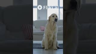 El comando que puede SALVAR la vida de tu perro 🛑 Capítulo 3 #feedypet #dogs #healthyfood