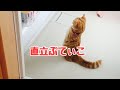 直立ぷてぃこ