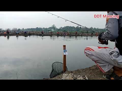 Ini Umpan Ikan Bandeng Andalan Orang Serang Banten Ketika Lomba Ikan