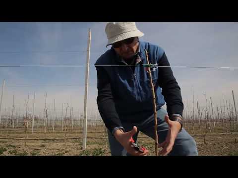 მსხლის ხის გასხვლა