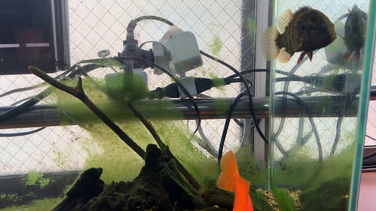 稚魚の時から一緒の水槽で飼ってるオヤニラミと金魚 Youtube 稚魚の時から一緒の水槽で飼ってるオヤニラミと金魚 Youtube