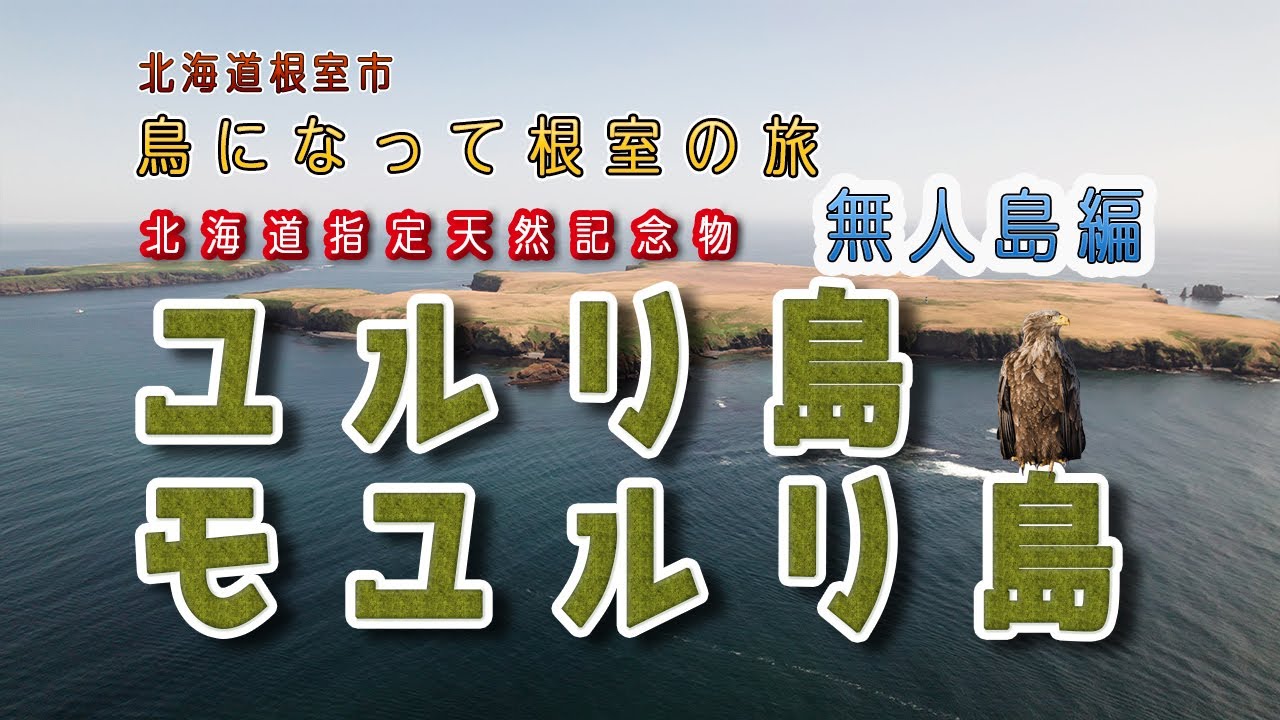 鳥になって根室の旅　無人島編(ユルリ島・モユルリ島)