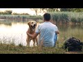 Old Labrador Dog Cinematic Video