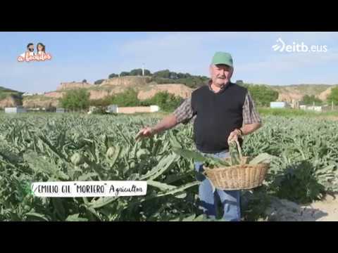 Video: Cosecha de alcachofas: cómo saber cuándo está madura una alcachofa