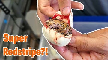 Did We Hit the Super Redstripe??!! #snakes #eggcutting #ballpython