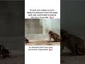 Punch-kun and the New Born Baby Macaque #monkey #macaquemonkey #shorts #shortsyoutube #shortvideo
