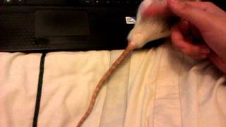 Rat Tail Wagging