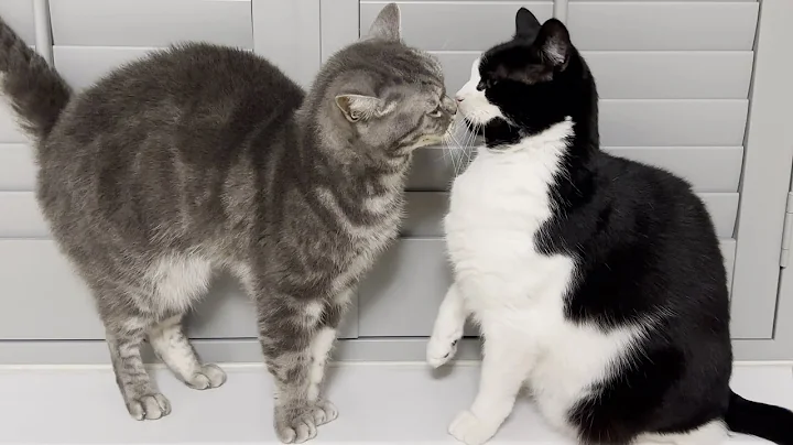 Video 4087631: grey british shorthair male, adorable cats