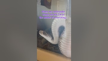 How my Rattlesnake rage baits me into letting him out. 🐍 #reptilekeeper #snake #reptiles
