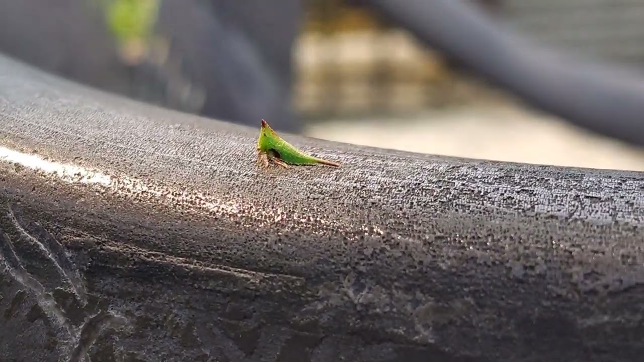 #Shorts#MacroPhotography#Insect#Nature#NatureLovers 😱🌿