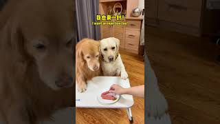 Doggo: Old man, are you going to puncture it?! #FunnyDogs #CutePets #Pets #Funny #Labrador