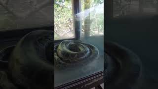 Python Snake In Baluarte Mini Zoo, Vigan City Ilocos Sur