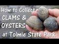 How to Collect Clams and Oysters at Tolmie State Park