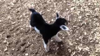 Baby fainting goats