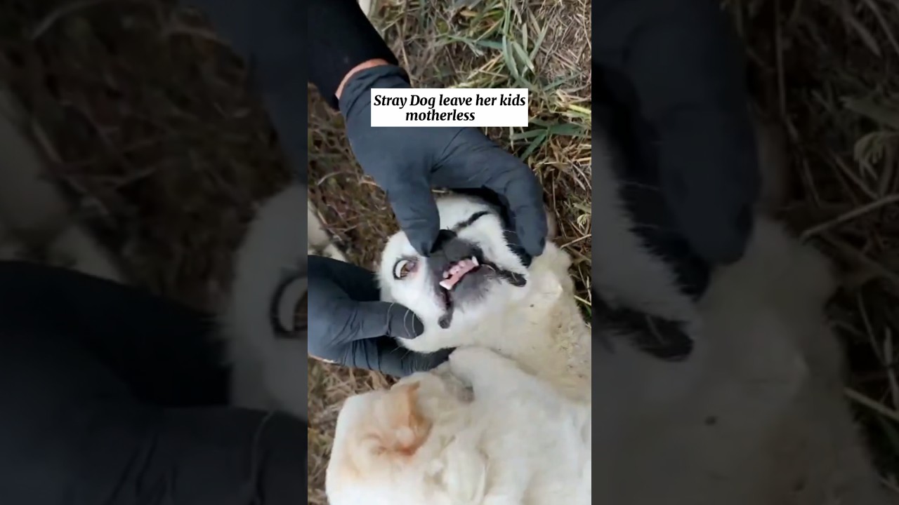 Three Stray Puppies became motherless - 