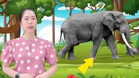 Khám phá về một số động vật sống trong rừng (5-6 tuổi)