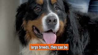 The Bernese Mountain Dog  Top Personality Traits, Characteristics, and Facts