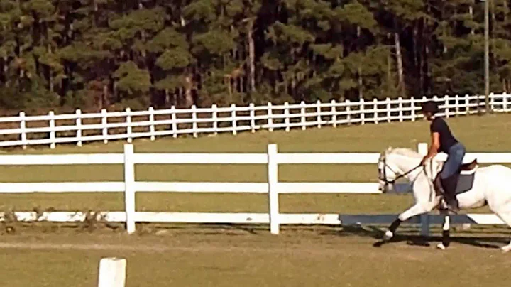 Large Hunter Pony for Sale.."In Due Time" aka "Zara"