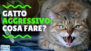 Cosa Fare Se un Gatto è Aggressivo