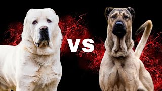 Breed Showdown: Alabai vs Sarabi Dog