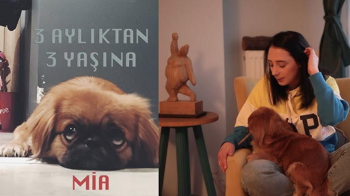 Evde Ve Apartmanda Bakilabilecek Zeki Kopek Cinsi Pekinez Kopek Dog Evdebakilacakkopekler Youtube
